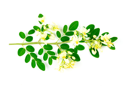 Moringa oleifera flower and green leaf isolated on white background, top view.