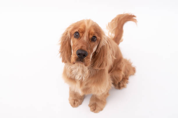 1 year old golden cocker spaniel isolated on white background