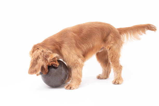 istock 1 Year Old Cocker Spaniel Photo Shoot 1389512617