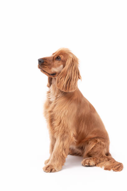 istock 1 Year Old Cocker Spaniel Photo Shoot 1389512623