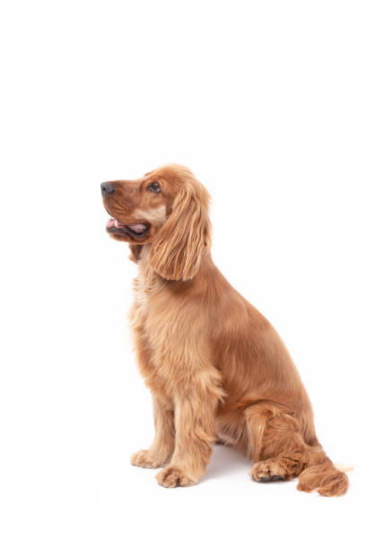 istock 1 Year Old Cocker Spaniel Photo Shoot 1389512637