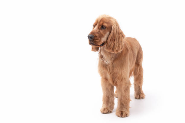 istock 1 Year Old Cocker Spaniel Photo Shoot 1389512655