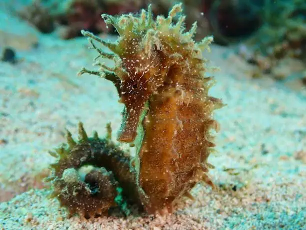 Macro pictures of a seahorse