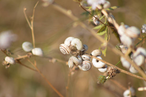Closeup on kentish snails on common chicory branches with selective focus on foreground