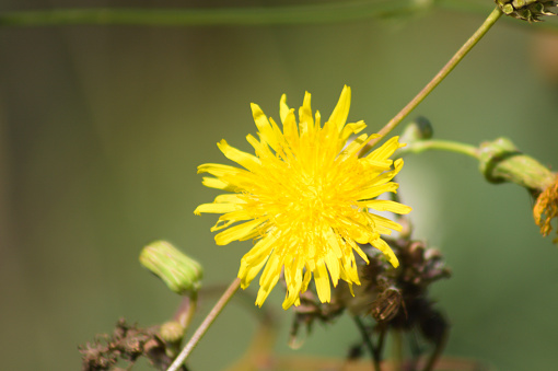 Close-up of yellow perennial sowthistle in bloom with selective focus on foreground