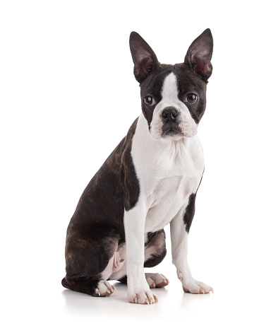 Young Boston terrier bi color isolated on white background