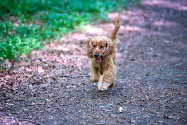 istock Cocker Spaniel Dog Playing in the Bluebells 1389513615