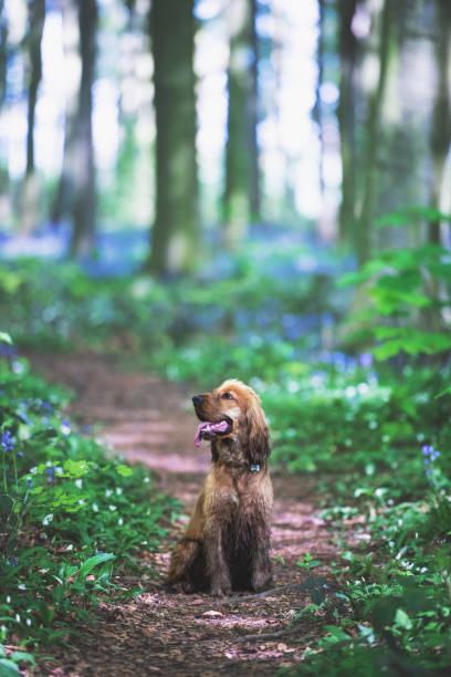 istock Cocker Spaniel Dog Playing in the Bluebells 1389513618