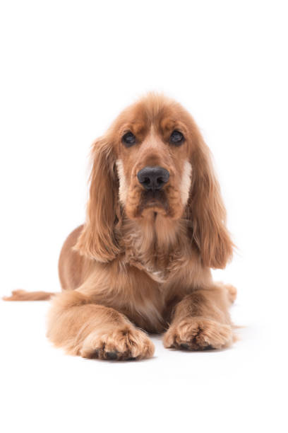 istock 1 Year Old Cocker Spaniel Photo Shoot 1389514267