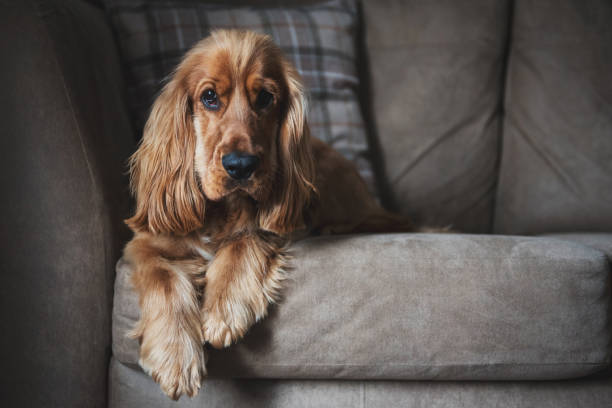 istock 1 Year Old Cocker Spaniel Dog Relaxing on Sofa 1389514400