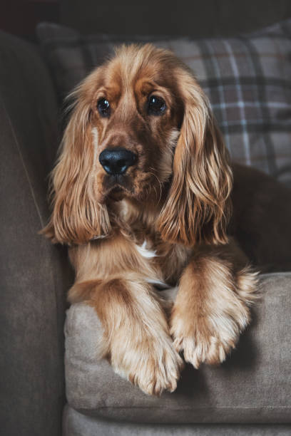 istock 1 Year Old Cocker Spaniel Dog Relaxing on Sofa 1389514433