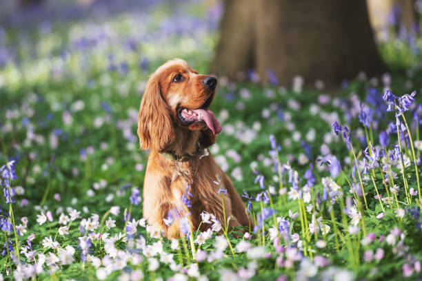 Cocker Spaniel Dog Playing in the Bluebells 1 Year old cocker spaniel dog playing in the Bluebells in a Wooded area surrounded by trees in springtime cocker spaniel stock pictures, royalty-free photos & images