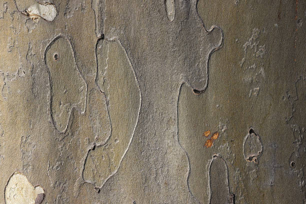A close-up view of rugged tree bark with patches of green moss, brown tones, and cracked texture, suitable as a natural background or texture for design projects and nature themes.