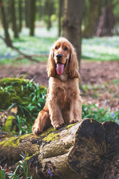 istock Cocker Spaniel Dog Playing in the Bluebells 1389514683