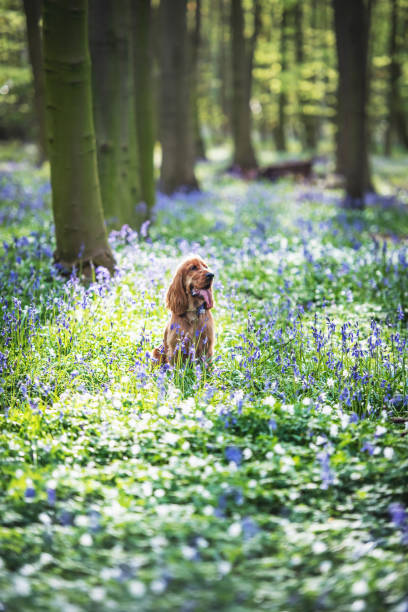 istock Cocker Spaniel Dog Playing in the Bluebells 1389514816