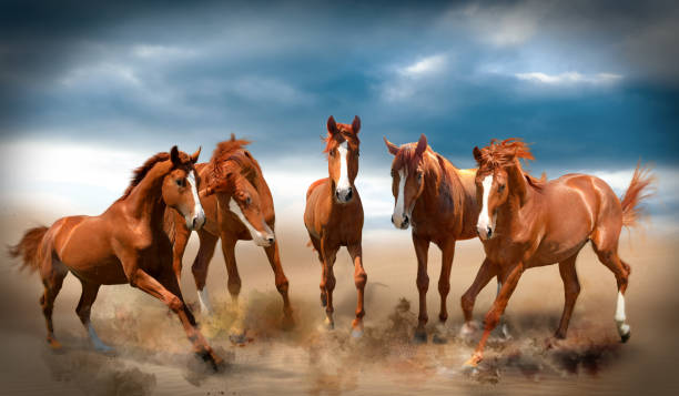 istock Beautiful horses kicking up dust while running through desert 1389514840