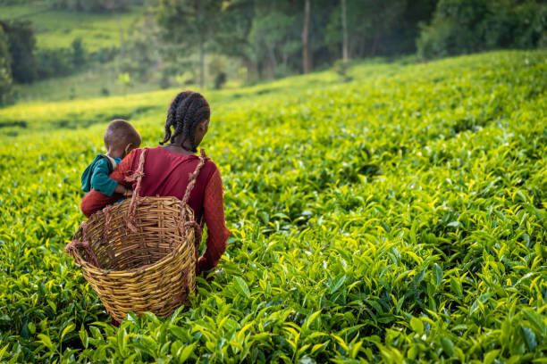 giovane madre africana che attraversa la piantagione di tè con il suo bambino, etiopia centrale, africa - ethiopian people foto e immagini stock