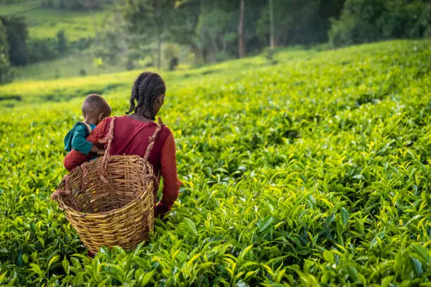 Young African mother carrying her baby boy across tea field, remote village in Central Ethiopia, East Africa