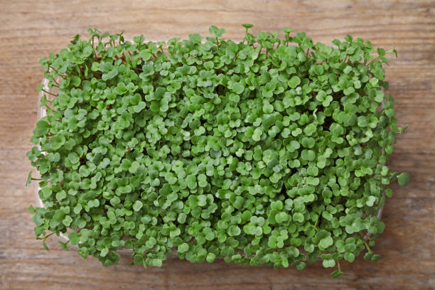 istock Fresh organic microgreens on wooden table, top view 1389516572