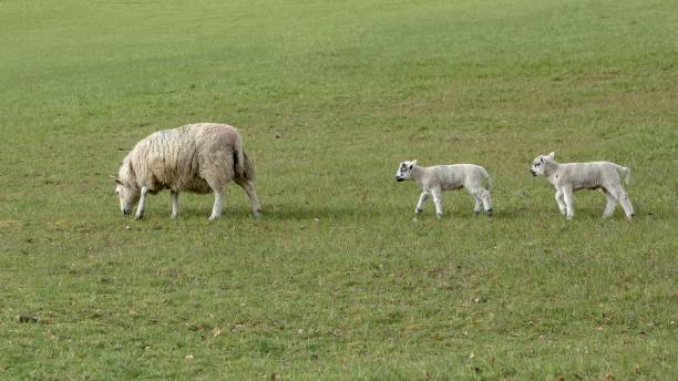 istock British Milksheep Play 