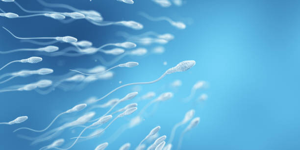 Human Fertility. The Chosen. Concept Fertilization process. Gynecology 3D Render sperm stock pictures, royalty-free photos & images