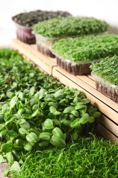 istock Fresh organic microgreens assortment near wooden crate 1389518329