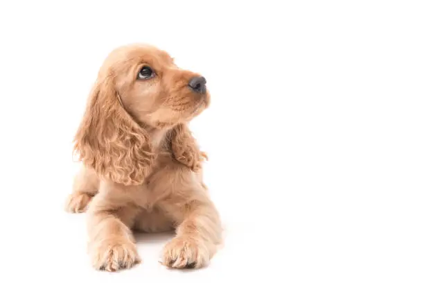 3 month old female golden cocker spaniel isolated on white background looking to the right