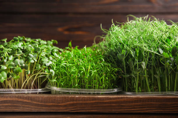 istock Fresh different organic microgreens in wooden crate 1389518587