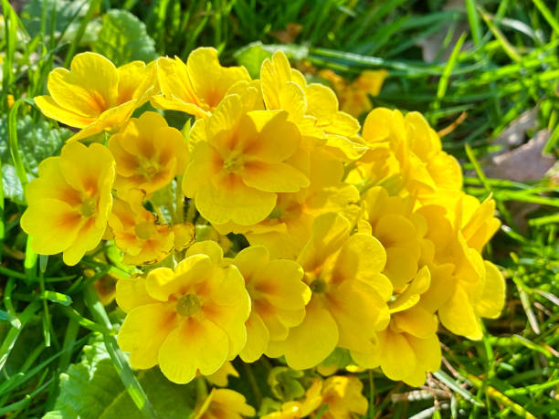 istock Colourful English spring flowers 1389519881