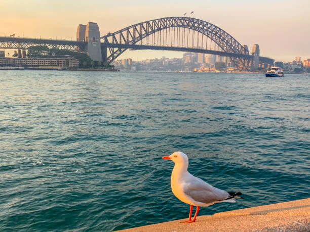 istock Sydney Harbor Bridge view at dusk, Australia 1389520080