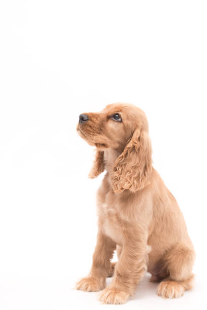istock 3 Month Old Golden Cocker Spaniel 1389521113