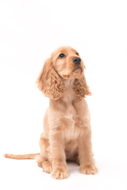 istock 3 Month Old Golden Cocker Spaniel 1389521122