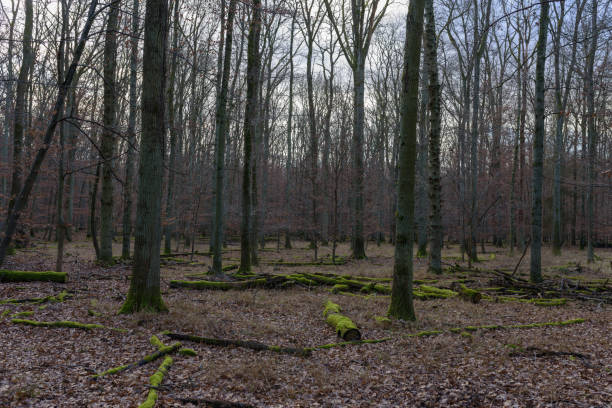 istock mossy tree trunks in a quiet forest area, in autumn 1389521247