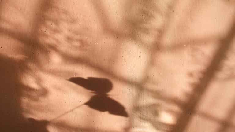 Child playing with butterfly toy and observe shadow on wall, having fun