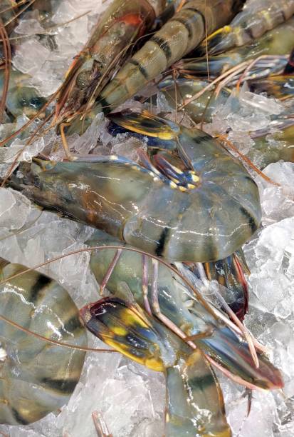 istock Fresh prawn on ice in seafood market. 1389526004