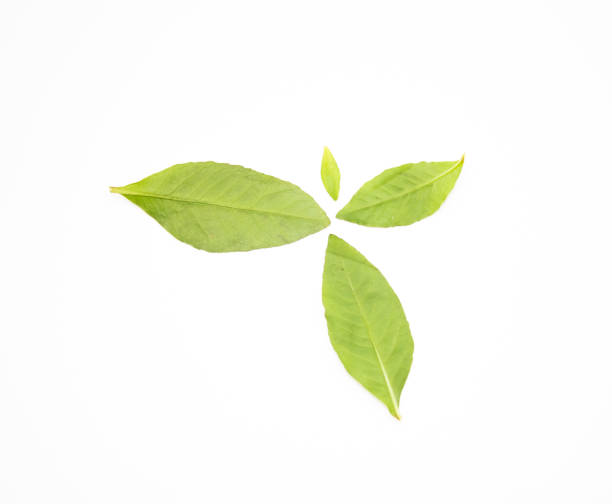istock group of vegetable leaf on white background 1389527069