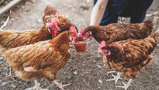 Human's hand feeding chickens at a chicken farm. Hand of farmer feeding chicken with rice and grain at indoor farm. Way of life in countryside.