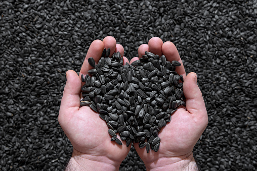 Top view with black sunflower seeds in a man's hands. A large pile of sunflower seeds in the background.
