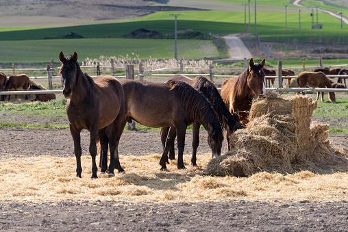 On an outdoor horse farm in a rural setting, a group of horses are eating forage, one looks at the camera.