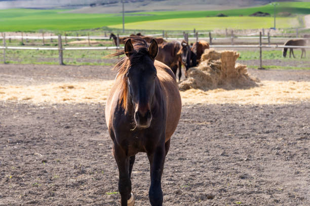 istock Beautiful horse looking at the camera 1389527645