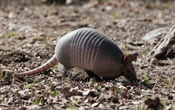 istock cute armadillo on the ground 1389528783