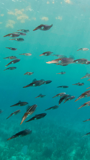 school of calamaris swimming in the caribbean ocean