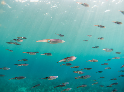 school of calamaris swimming in the caribbean ocean