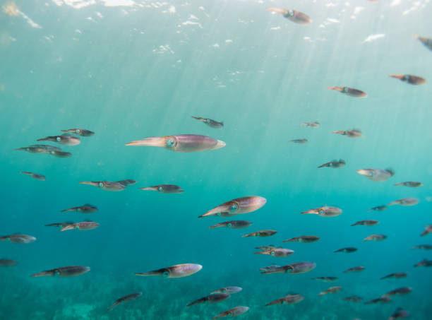 school of calamaris swimming in the ocean school of calamaris swimming in the caribbean ocean loligo stock pictures, royalty-free photos & images