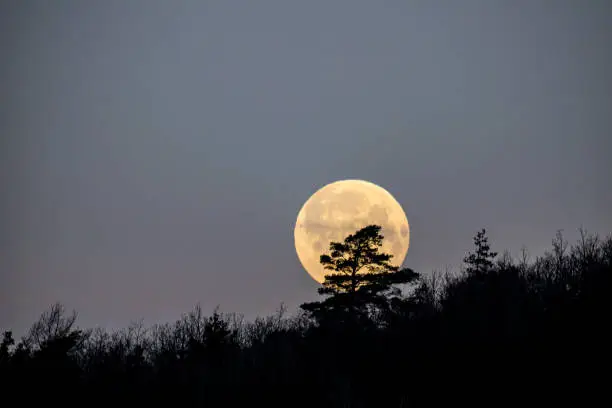 Full moon raising over treeline horizon