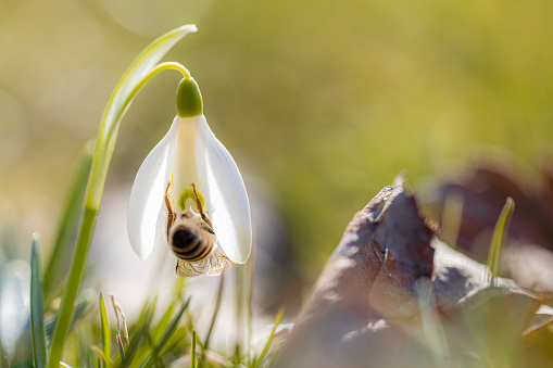 Snowdrops flower with a bee , a spring message,