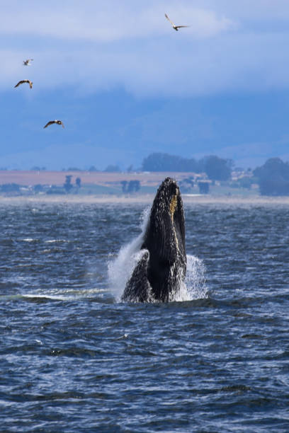 カリフォルニア州モントレーベイでザトウクジラを破る - monterey bay ストックフォトと画像