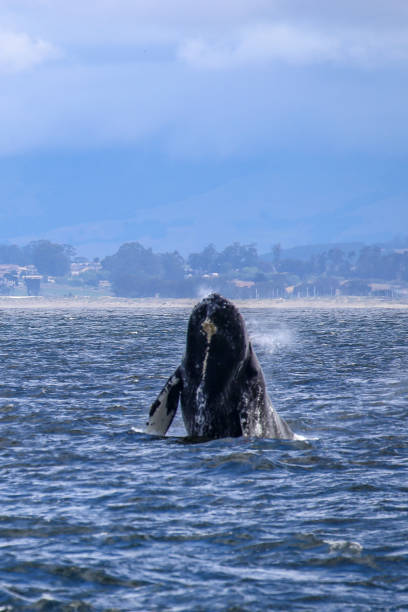 istock Breaching humpback whale in Monterey Bay, California 1389531962