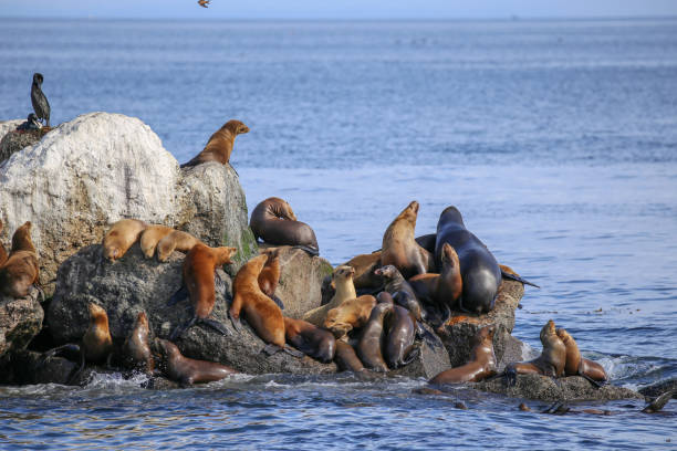 istock California sea lions in Monterey 1389531990