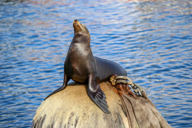 istock California sea lion in Monterey 1389532061